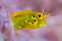RF- Roughhead blenny (Acanthemblemaria aspera) female, high magnification of golden variety living in tube on coral reef. East End, Grand Cayman, Cayman Islands, British West Indies, Caribbean Sea. (T...
