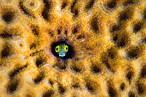 RF- Secretary blenny (Acanthemblemaria maria) peering from hole in massive Starlet coral (Siderastrea siderea). East End, Grand Cayman, Cayman Islands, British West Indies, Caribbean Sea. (This image...