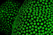 Boulder star coral (Montastrea annularis) showing fluorescent green coloration when photographed under only blue light at night to excite the fluorescent pigments in the coral, East End, Grand Cayman,...