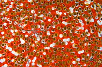 Sponge brittle star (Ophiactis sp) clambering over a Red boring sponge (Cliona delitrix) covered in Sponge zoanthids (Parazoanthus parasiticus) East End, Grand Cayman, Cayman Islands, British West Ind...