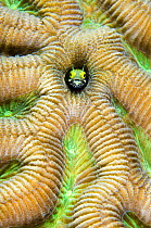 Secretary blenny (Acanthemblemaria maria) peering out of a boulder brain coral (Colpophyllia natans) East End, Grand Cayman, Cayman Islands, British West Indies, Caribbean Sea.