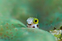 Secretary blenny (Acanthemblemaria maria) emerging from its tube home in the reef that is covered in a colonial overgrowing Tunicate (Trididemum solidum) East End, Grand Cayman, Cayman Islands, Britis...