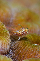 Triplefin (Enneanectes sp) between the polyps of a great star coral (Montastraea cavernosa) East End, Grand Cayman, Cayman Islands, British West Indies, Caribbean Sea.