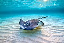 Southern stingray (Hypanus americanus) female swimming over a shallow sand bank, under morning sun, North Sound, Grand Cayman, Cayman Islands. British West Indies, Caribbean Sea.