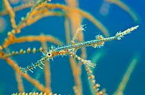 Ornate ghost pipefish (Solenostomus paradoxus) young hides amongst the branches of a black coral bush (Antipathes sp) Sangeang Island, Sumbawa, Indonesia, Flores Sea.