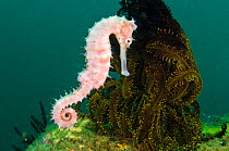 Thorny seahorse (Hippocampus hystrix) female swimming past a crinoid, Bima Bay, Sumbawa, Indonesia, Flores Sea.