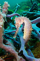 Thorny seahorse (Hippocampus hystrix) female is camouflaged within sponges, growing in shallow water, Bima Bay, Sumbawa, Indonesia, Flores Sea.