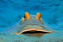 Bluespotted stingray (Taeniura lymma) disguised as it lays buried in sand. Na'ama Bay, Sharm El Sheikh, Egypt. Gulf of Aqaba, Red Sea.
