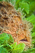 Hairy / striated frogfish (Antennarius striatus) amongst algae (Caulerpa taxifolia) West Palm Beach, Gulf Stream, West Atlantic Ocean, Florida, USA.