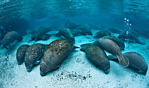 Florida manatee (Trichechus manatus latirostris) group gathered in large numbers in Three Sisters Spring for the night, Crystal River, Florida, USA.
