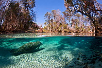 Florida manatee (Trichechus manatus latirostris) swimming into a fresh water spring, Three Sisters Spring, Crystal River, Florida, USA.