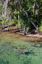 Florida manatee (Trichechus manatus latirostrus) swimming in river, Florida, USA.