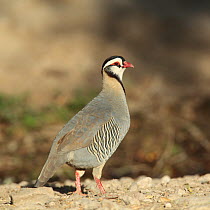 Arabian partridge (Alectoris melanocephala) standing profile, Oman.