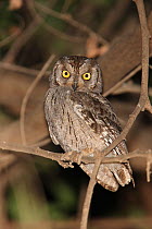 Arabian scops owl (Otus senegalensis pamelae) perched on branch, Oman.
