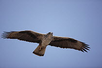 Bonelli's eagle (Hieraaetus fasciatus / Aquila fasciatus) in flight, Oman, March.