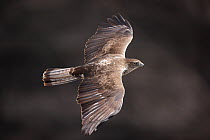 Bonelli's eagle (Hieraaetus fasciatus / Aquila fasciatus) in flight, view from above, Oman, March.