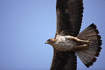 Bonelli's eagle (Hieraaetus fasciatus / Aquila fasciatus) in flight, underside close-up, Oman, March.