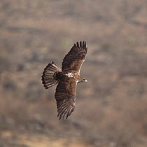 Bonelli's eagle (Hieraaetus fasciatus / Aquila fasciatus) in flight, view from above, Oman, March.