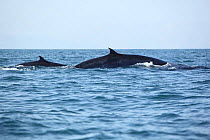 Bryde's whale (Balaenoptera edeni) adult and young surfacing, Indian Ocean, Oman, March.