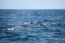 Bryde's whale (Balaenoptera edeni) surfacing, Indian Ocean, Oman, March.