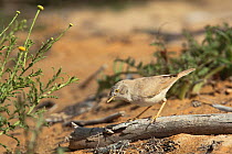 Asian desert warbler (Sylvia nana) perched on a dead branch in desert, Oman, March.