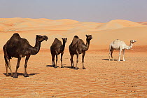 Dromedary / Arabian camel (Camelus dromedarius) flock in sand desert amongst the dunes, UAE, December.