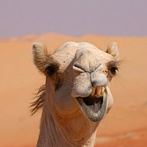 Dromedary / Arabian camel (Camelus dromedarius) close-up of face showing teeth, in desert, UAE, December.