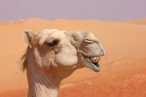 Dromedary / Arabian camel (Camelus dromedarius) close-up profile of face showing teeth, in desert, UAE, December. Not available for ringtone/wallpaper use.