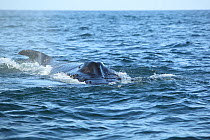 Humpback whale (Megaptera novaeangliae) part of a population that may be non-migratory, Indian Ocean, Oman, March.