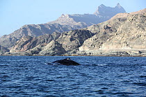 Humpback whale (Megaptera novaeangliae) surfacing near land, part of a population that may be non-migratory, Indian Ocean, Oman, March.