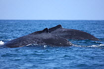 Humpback whale (Megaptera novaeangliae) two surfacing together, part of a population that may be non-migratory, Indian Ocean, Oman, March.