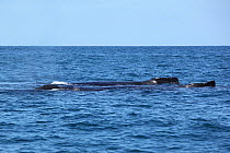 Humpback whale (Megaptera novaeangliae) two together on the surface, part of a population that may be non-migratory, Indian Ocean, Oman, March.