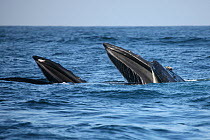 Humpback whale (Megaptera novaeangliae) three feeding, part of a population that may be non-migratory, Indian Ocean, Oman, March.