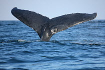 Humpback whale (Megaptera novaeangliae) close-up of tail fluke, part of a population that may be non-migratory, Indian Ocean, Oman, March.