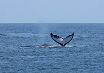 Two Humpback whales (Megaptera novaeangliae) fluking and spouting, part of a population that may be non-migratory, Indian Ocean, Oman, March.