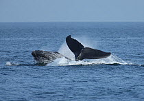 Humpback whales (Megaptera novaeangliae) head and fluke, part of a population that may be non-migratory, Indian Ocean, Oman, March.
