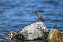 Striated green heron (Butorides striatus) perched on rock with head feathers blowing in the wind, Oman, March.