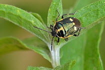 Brassica Bug (Eurydema oleracea) on knapweed. Hertfordshire, England, UK, August