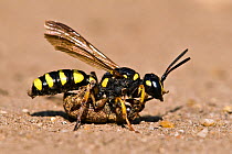 Digger Wasp (Cerceris arenaria) carrying large weevil back to burrow, paralysed as food for larvae. London, England, UK, July.