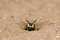 Digger Wasp (Cerceris arenaria) emerging from burrow where it stores insects, paralysed to feed the wasp's larvae. London, England, UK, July.