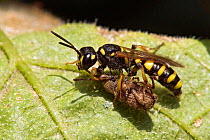 Digger Wasp (Cerceris arenaria) positioning paralysed weevil to carry back to burrow. London, England, UK, July.