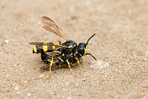 Digger Wasp (Cerceris rybyensis) with mining bee prey, paralysed for feeding to larvae. London, England, UK, July.