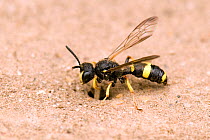 Digger Wasp (Cerceris rybyensis) excavating debris from burrow, stocked with mining bees to feed larvae. London, England, UK, July.