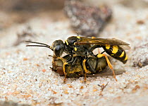 Field Digger Wasp (Mellinus arvensis) dragging paralysed fly back to burrow. West Sussex, England, UK, August.