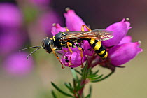 Field Digger Wasp (Mellinus arvensis) on clustered bell heather looking for fly victim. West Sussex, England, UK, August.