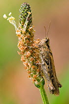 Field Grasshopper (Chorthippus brunneus) camouflaged on ribwort plantain seedhead. London, England, UK, August.