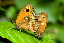 Gatekeeper / Hedge Brown Butterfly (Pyronia tithounus) pair mating. East Sussex, UK, July.