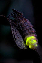 Glow Worm (Lampyris noctiluca) female glowing after dark. Hertfordshire, England, Uk, July.