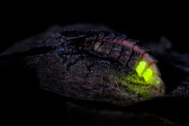 Glow Worm (Lampyris noctiluca) female glowing after dark. Hertfordshire, England, UK, July.