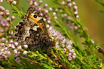 Grayling Butterfly (Hipparchia semele) on heather. West Sussex, England, UK, August.